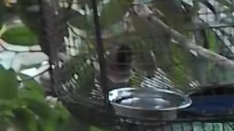 Red Vented Bulbul Bird Bath