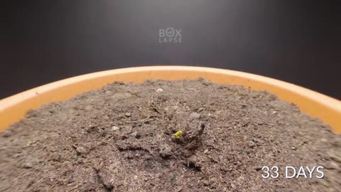 Growing APRICOT TREE Time-lapse