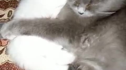 Baby Cats - Cute and Funny Cats Having Fun with Her Mother