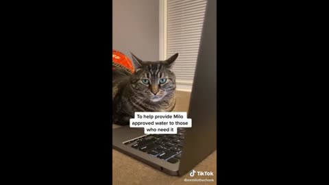 Funny Cat