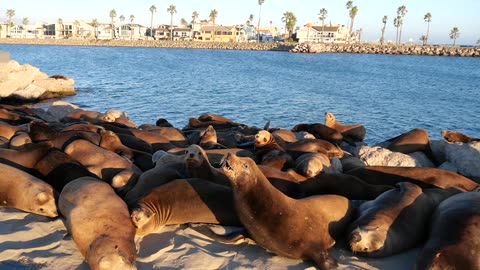 Lazy Ass Harbor Seals