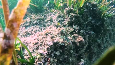 Clever Octopus Incredibly Hides Among The Plants