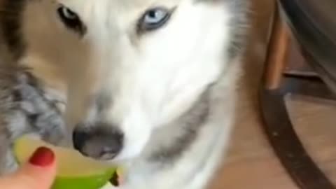 Dogy tasting lemon for the first time.