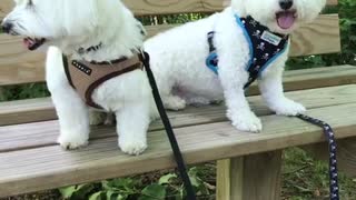 Killer and Aussie enjoying the cicada songs