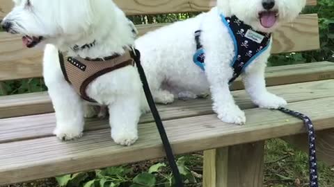 Killer and Aussie enjoying the cicada songs