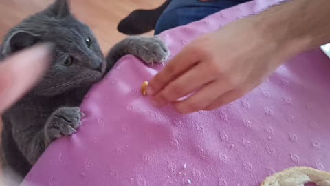 Chubby cat takes food off the table