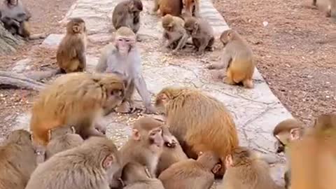 lots of baby monkeeeys