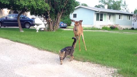 cat and deer