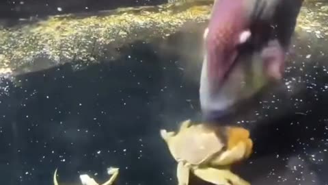 Amazing fish