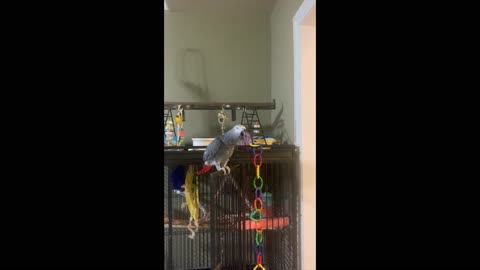 Cairo The Parrot Wants Kitty To Be Quiet