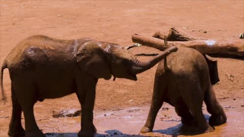 Elephants Playing In The Mud