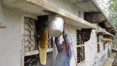 Harvesting Honey - Bee Master in Taiwan Ep- 6 By Sarvaivel Rad