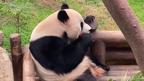 Panda bear is eating a carrot