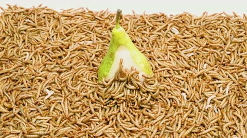 Timelapse 50.000 mealworms vs. A Pear