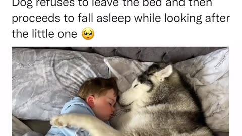 Dog sleeps with the baby