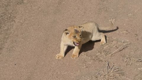 Baby lion cubs chatting with mom