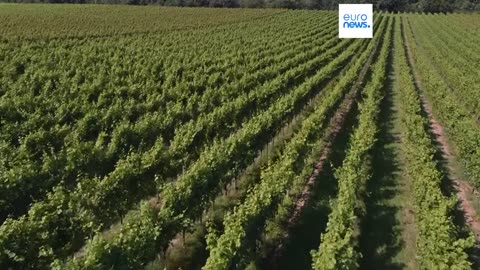 How are Belgian vineyards adapting to climate change?