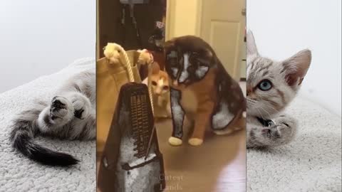 💗Cute And Funny Pets | Try Not To Laugh To These Pets Compilation the best 💗 Cutest Lands