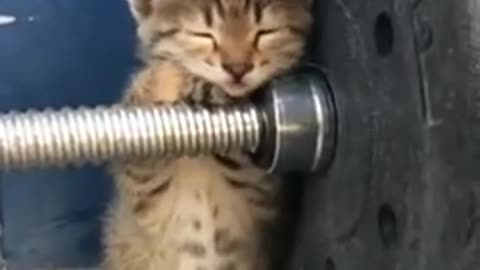 SOO CUTE CUTE KITTY TIRED OF WEIGHTS #kitty #cat #cute #shorts #funnyanimlas