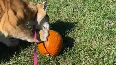 The tiger is playing with its toy pumpkin