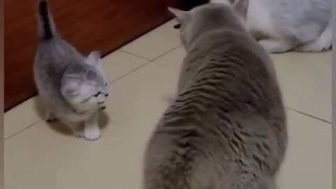 Angry Mother Cat #animal #fight #cats