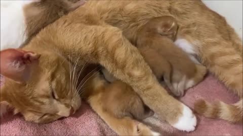 Kittens are cared for by two mother cats - Gatitos son cuidados pór dos mamas gatas