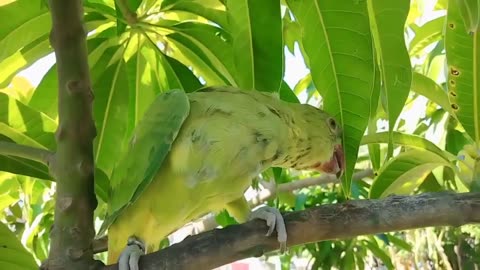 Pet- Bird- Moyna