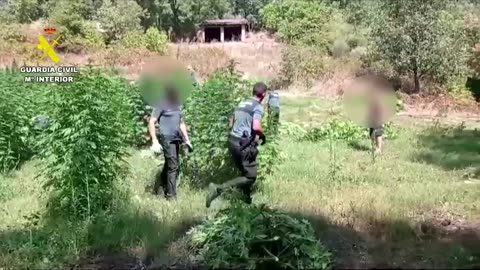 Spanish police seize more than 1,500 marijuana plants