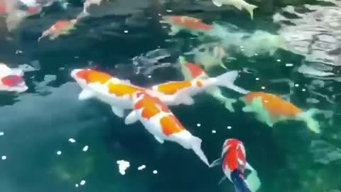 Koi fish pond