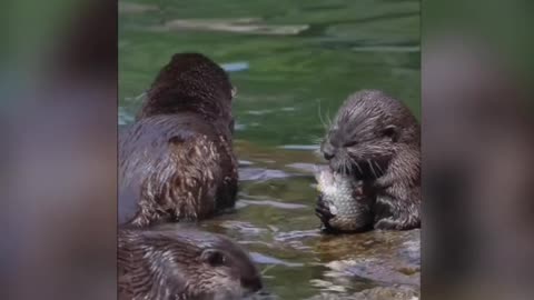 Cute otter happily eats fish, food is delicious,