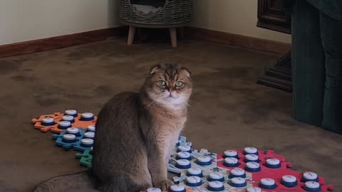 Cat Asks For Treat Throw Game And Attention