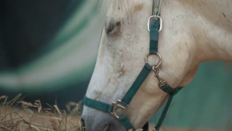 White horse eating hay in the stable