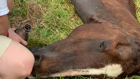 Owner comforts rescue horse for the last time.