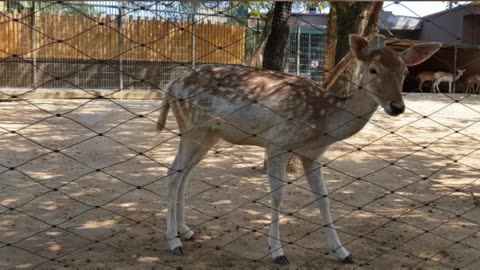 Cute little baby 🦌😍