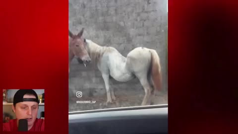 A horse with scoliosis and a refrigerated dog eating cake