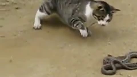 snake vs cat