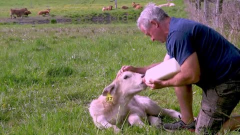 Mother cow and caring farmer won't give up on her calf1