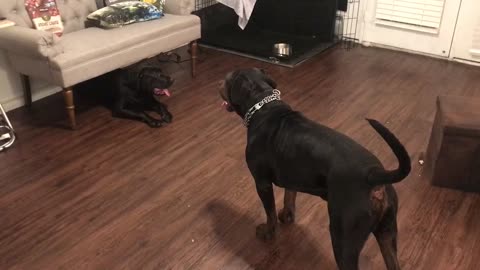 Two Black Dogs Play to Classical Music