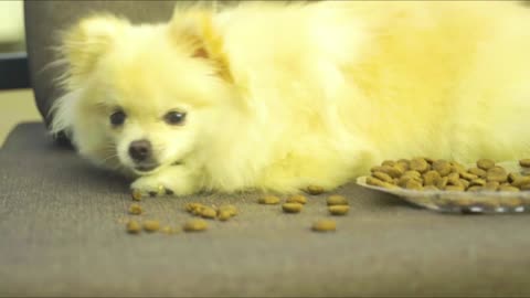 Puppy - Lucky eating eating eating