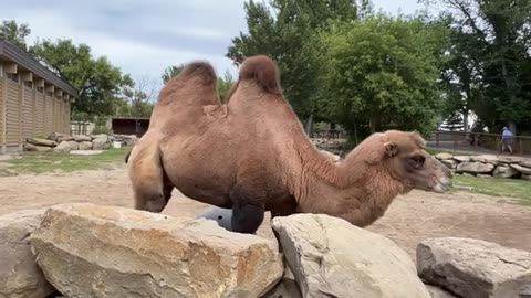 CALGARY ZOO !! CANADA`S MOST VISITED ZOO !! ONE OF THE TOP ZOOS IN THE WORLD!!SUMMER WALK !! 4K !!!!