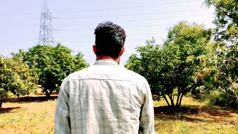 A day in my Mango farm, let's begin the new work as farmer