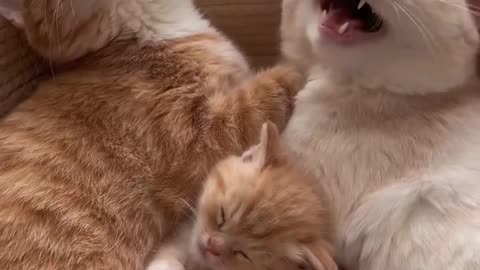 Compilation Funny Pets Video 7