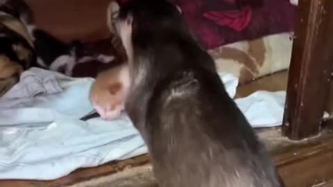 Otter helping mommy cat with her kittens.. 😊