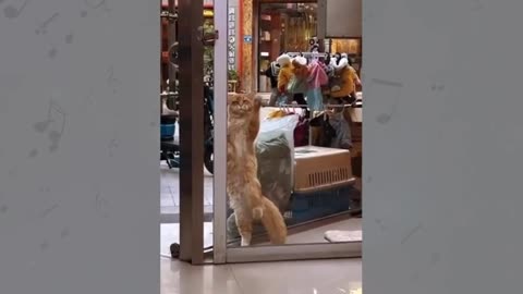 A Comical Adventure Cat Family's Shopping Spree