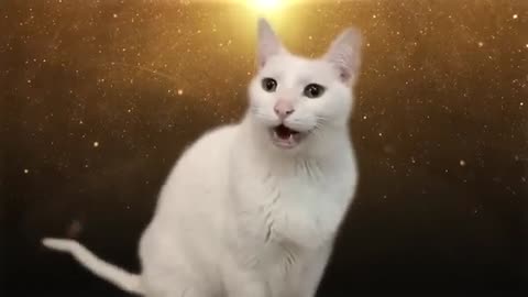 Despacito - Cat Version