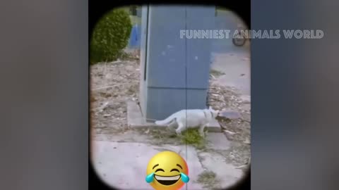 New Funny Animals 😂 Funniest Cats and Dogs Videos 😺🐶