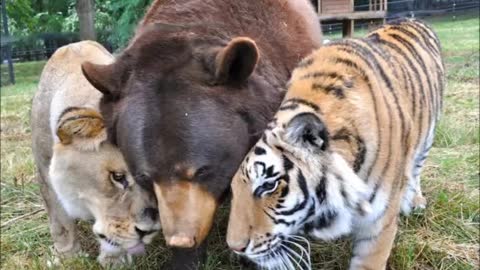 wonderful special animal friendships1, souls share special bond