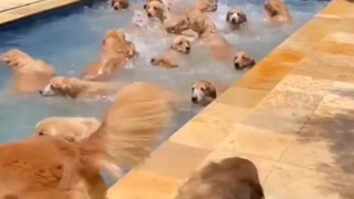 dog enjoying the pool