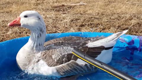 Gander Ruins Goose's Shower