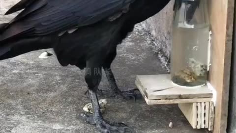 The Thirsty Crow ( story in real life )